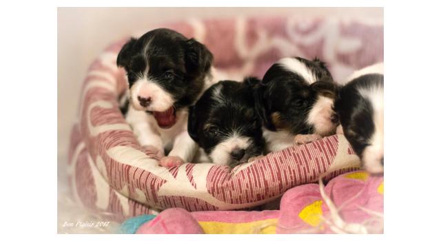 Щенки папийона (папильона) в питомнике Бон Плезир Щенки папийона (папильона) в питомнике Бон Плезир