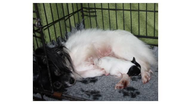 Щенки папийона (папильона) в питомнике Бон Плезир Щенки папийона (папильона) в питомнике Бон Плезир