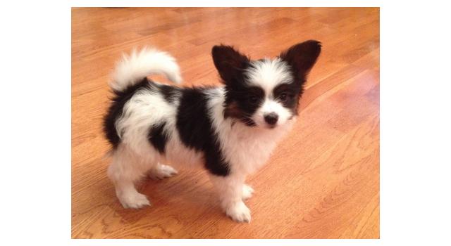 Щенки папийона (папильона) в питомнике Бон Плезир Щенки папийона (папильона) в питомнике Бон Плезир