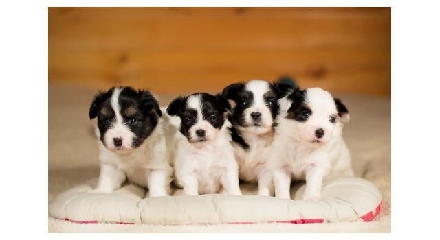 Щенки папийона (папильона) в питомнике Бон Плезир Щенки папийона (папильона) в питомнике Бон Плезир