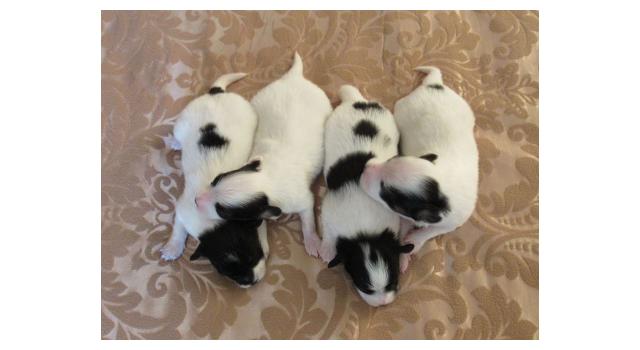 Щенки папийона (папильона) в питомнике Бон Плезир Щенки папийона (папильона) в питомнике Бон Плезир