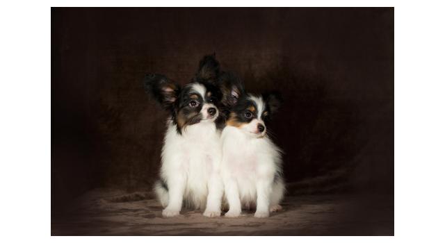 Щенки папийона (папильона) в питомнике Бон Плезир Щенки папийона (папильона) в питомнике Бон Плезир