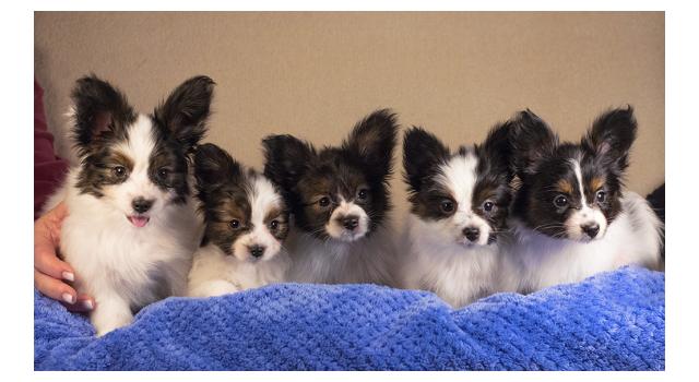 Щенки папийона (папильона) в питомнике Бон Плезир Щенки папийона (папильона) в питомнике Бон Плезир