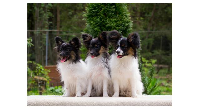 Щенки папийона (папильона) в питомнике Бон Плезир Щенки папийона (папильона) в питомнике Бон Плезир