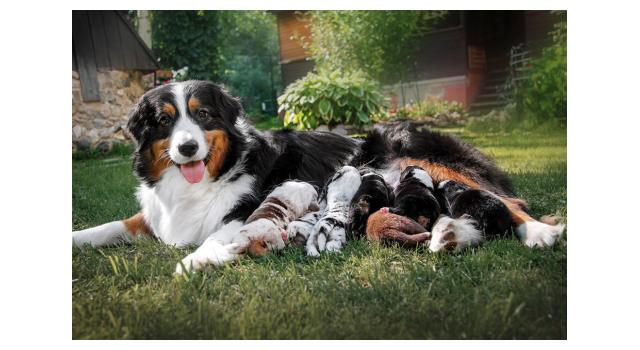 Щенки папийона (папильона) в питомнике Бон Плезир Щенки папийона (папильона) в питомнике Бон Плезир