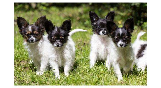 Щенки папийона (папильона) в питомнике Бон Плезир Щенки папийона (папильона) в питомнике Бон Плезир