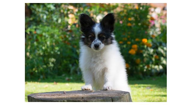 Щенки папийона (папильона) в питомнике Бон Плезир Щенки папийона (папильона) в питомнике Бон Плезир