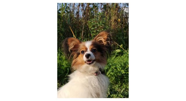 Щенки папийона (папильона) в питомнике Бон Плезир Щенки папийона (папильона) в питомнике Бон Плезир