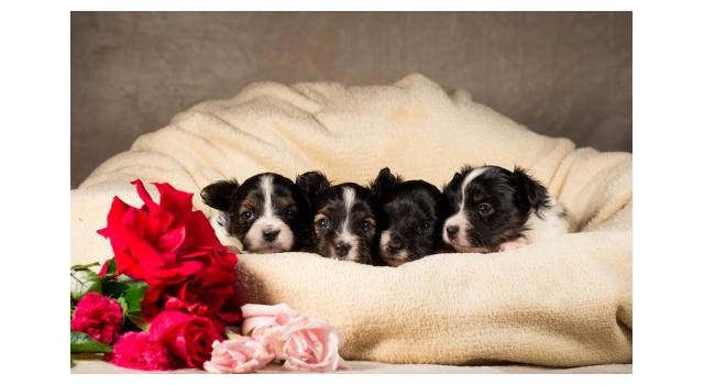 Щенки папийона (папильона) в питомнике Бон Плезир Щенки папийона (папильона) в питомнике Бон Плезир