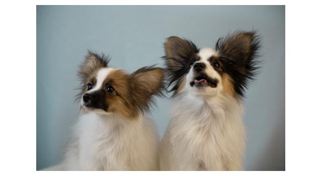 Щенки папийона (папильона) в питомнике Бон Плезир Щенки папийона (папильона) в питомнике Бон Плезир