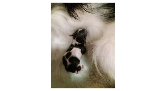 Щенки папийона (папильона) в питомнике Бон Плезир Щенки папийона (папильона) в питомнике Бон Плезир