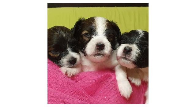 Щенки папийона (папильона) в питомнике Бон Плезир Щенки папийона (папильона) в питомнике Бон Плезир