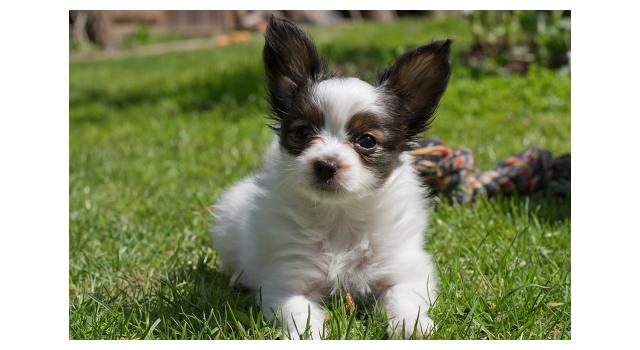 Щенки папийона (папильона) в питомнике Бон Плезир Щенки папийона (папильона) в питомнике Бон Плезир