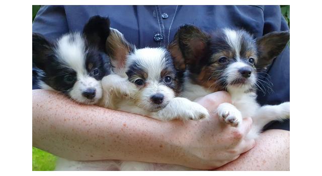 Щенки папийона (папильона) в питомнике Бон Плезир Щенки папийона (папильона) в питомнике Бон Плезир