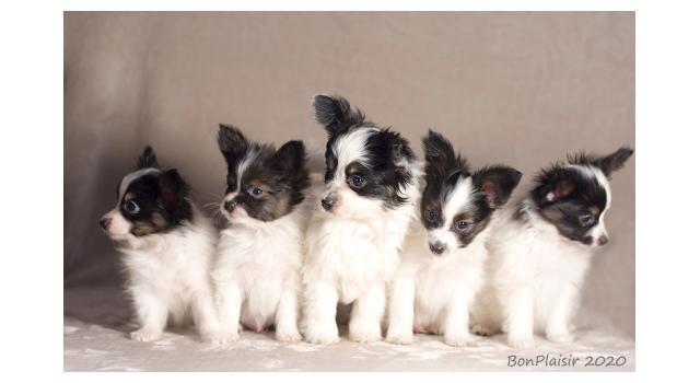 Щенки папийона (папильона) в питомнике Бон Плезир Щенки папийона (папильона) в питомнике Бон Плезир