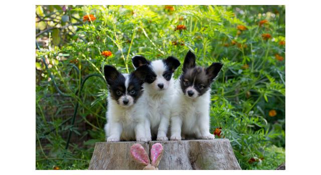 Щенки папийона (папильона) в питомнике Бон Плезир Щенки папийона (папильона) в питомнике Бон Плезир