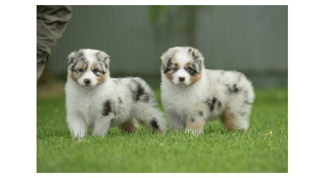 Щенки папийона (папильона) в питомнике Бон Плезир Щенки папийона (папильона) в питомнике Бон Плезир