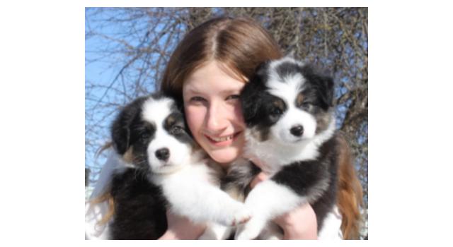 Щенки папийона (папильона) в питомнике Бон Плезир Щенки папийона (папильона) в питомнике Бон Плезир