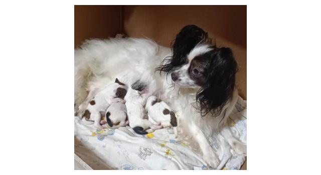 Щенки папийона (папильона) в питомнике Бон Плезир Щенки папийона (папильона) в питомнике Бон Плезир