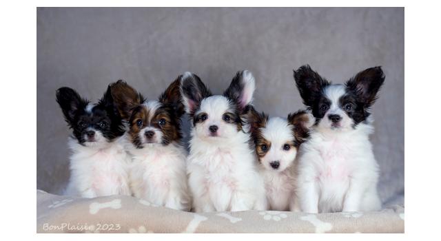 Щенки папийона (папильона) в питомнике Бон Плезир Щенки папийона (папильона) в питомнике Бон Плезир