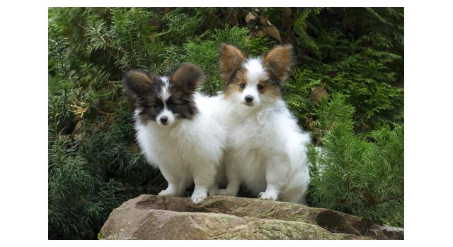 Щенки папийона (папильона) в питомнике Бон Плезир Щенки папийона (папильона) в питомнике Бон Плезир